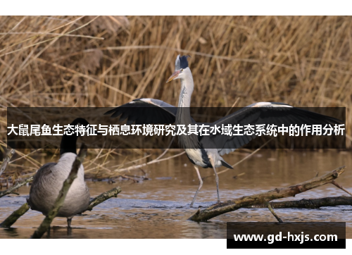 大鼠尾鱼生态特征与栖息环境研究及其在水域生态系统中的作用分析